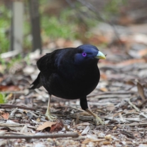 Ptilonorhynchus violaceus at Hackett, ACT - 1 Apr 2019 11:52 AM