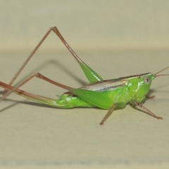 Conocephalus sp. (genus) (A Tussock Katydid) at Evatt, ACT - 4 Apr 2019 by TimL