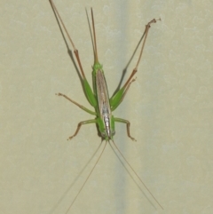 Conocephalus sp. (genus) at Evatt, ACT - 4 Apr 2019