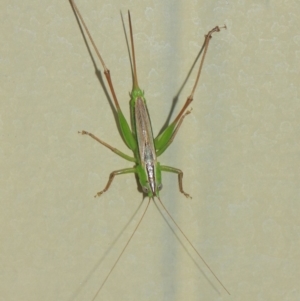 Conocephalus sp. (genus) at Evatt, ACT - 4 Apr 2019