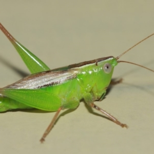 Conocephalus sp. (genus) at Evatt, ACT - 4 Apr 2019