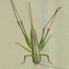 Conocephalus sp. (genus) at Evatt, ACT - 4 Apr 2019