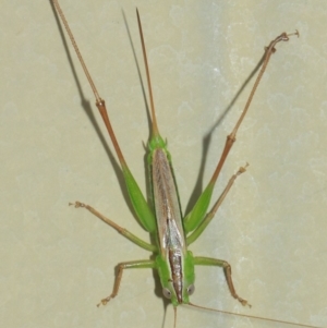 Conocephalus sp. (genus) at Evatt, ACT - 4 Apr 2019