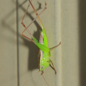 Conocephalus sp. (genus) at Evatt, ACT - 4 Apr 2019