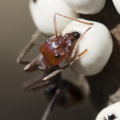 Iridomyrmex purpureus (Meat Ant) at Illilanga & Baroona - 12 Aug 2018 by Illilanga