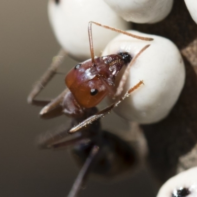 Iridomyrmex purpureus (Meat Ant) at Michelago, NSW - 12 Aug 2018 by Illilanga