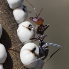 Iridomyrmex purpureus at Michelago, NSW - 12 Aug 2018