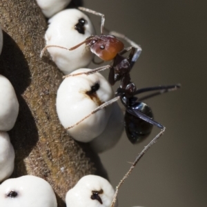 Iridomyrmex purpureus at Michelago, NSW - 12 Aug 2018