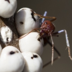 Iridomyrmex purpureus at Michelago, NSW - 12 Aug 2018