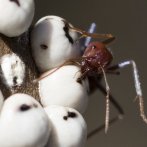 Iridomyrmex purpureus at Michelago, NSW - 12 Aug 2018