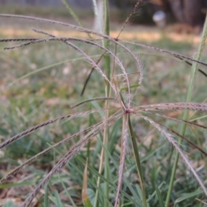 Chloris truncata at Conder, ACT - 4 Mar 2019 08:37 AM