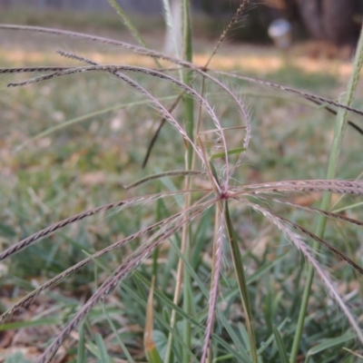 Chloris truncata (Windmill Grass) at Pollinator-friendly garden Conder - 3 Mar 2019 by michaelb