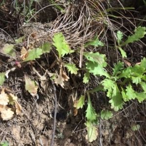 Brachyscome willisii at Bumbalong, ACT - 5 Apr 2019 12:09 PM