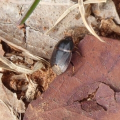 Cydnidae (family) (Burrower bug) at Jerrabomberra Wetlands - 5 Apr 2019 by Christine
