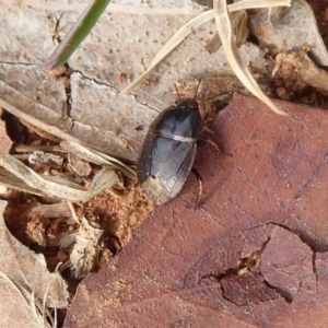 Cydnidae (family) at Fyshwick, ACT - 5 Apr 2019 03:09 PM