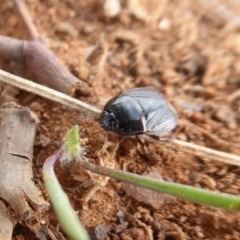 Cydnidae (family) at Fyshwick, ACT - 5 Apr 2019 03:09 PM