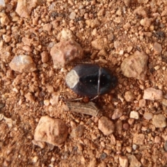 Cydnidae (family) at Fyshwick, ACT - 5 Apr 2019 03:09 PM