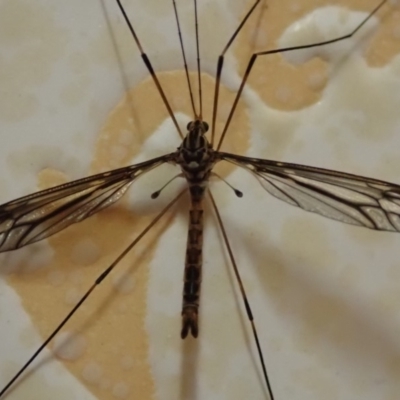 Ptilogyna sp. (genus) (A crane fly) at Spence, ACT - 5 Apr 2019 by Laserchemisty