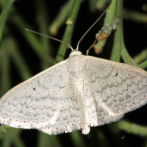 Scopula optivata at Ainslie, ACT - 5 Apr 2019