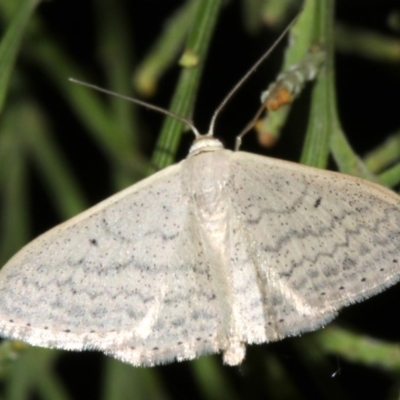 Scopula optivata (Varied Wave) at Ainslie, ACT - 5 Apr 2019 by jbromilow50