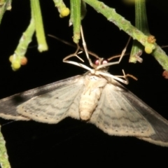 Scopula optivata at Ainslie, ACT - 5 Apr 2019