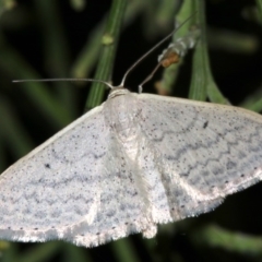 Scopula optivata at Ainslie, ACT - 5 Apr 2019