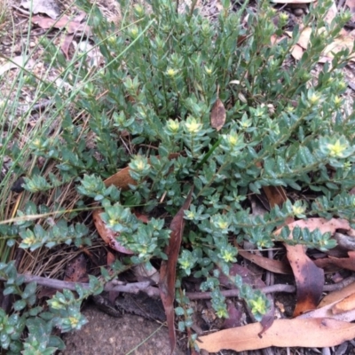 Pimelea curviflora var. acuta at Bumbalong, ACT - 5 Apr 2019 by NickiTaws