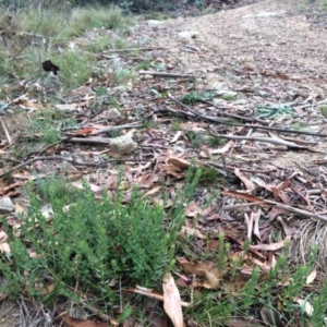 Pimelea curviflora var. acuta at Bumbalong, ACT - 5 Apr 2019 11:52 AM