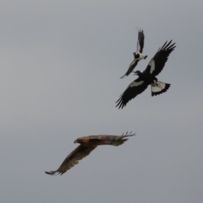 Hieraaetus morphnoides (Little Eagle) at Fyshwick, ACT - 5 Apr 2019 by rawshorty