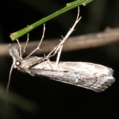 Hednota longipalpella (Pasture Webworm) at Ainslie, ACT - 5 Apr 2019 by jbromilow50