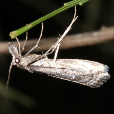 Hednota longipalpella (Pasture Webworm) at Ainslie, ACT - 5 Apr 2019 by jbromilow50