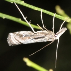 Hednota longipalpella at Ainslie, ACT - 5 Apr 2019
