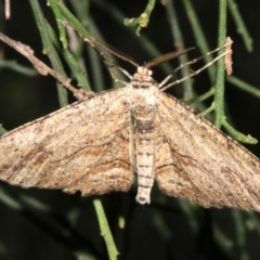 Ectropis excursaria (Common Bark Moth) at Ainslie, ACT - 5 Apr 2019 by jb2602