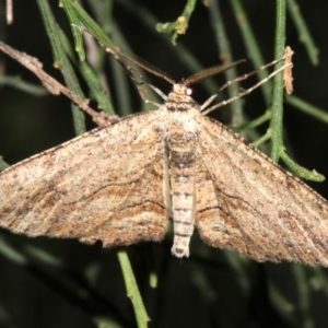 Ectropis excursaria at Ainslie, ACT - 5 Apr 2019 09:41 PM