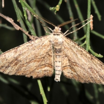 Ectropis excursaria (Common Bark Moth) at Ainslie, ACT - 5 Apr 2019 by jb2602