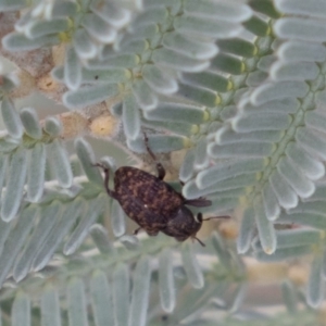 Curculionidae (family) at Hughes, ACT - 5 Apr 2019