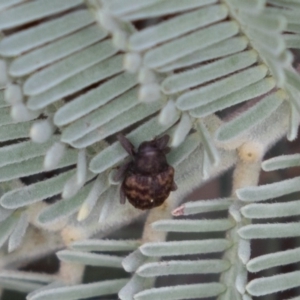 Curculionidae (family) at Hughes, ACT - 5 Apr 2019