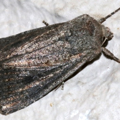 Dasygaster padockina (Tasmanian Cutworm) at Ainslie, ACT - 5 Apr 2019 by jbromilow50