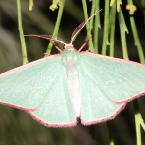 Chlorocoma undescribed species (sp.3 MoV) at Ainslie, ACT - 5 Apr 2019 09:07 PM