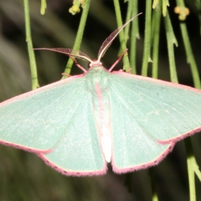 Chlorocoma undescribed species MoVsp3 (An Emerald moth) at Mount Ainslie - 5 Apr 2019 by jb2602
