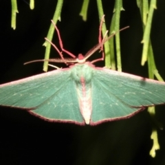 Chlorocoma undescribed species (sp.3 MoV) at Ainslie, ACT - 5 Apr 2019 09:07 PM