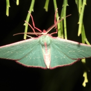 Chlorocoma undescribed species (sp.3 MoV) at Ainslie, ACT - 5 Apr 2019 09:07 PM