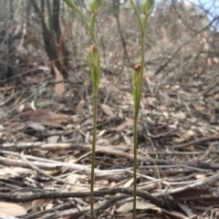 Speculantha rubescens (Blushing Tiny Greenhood) at Block 402 - 6 Apr 2019 by AaronClausen