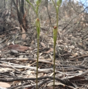 Speculantha rubescens at Denman Prospect, ACT - 6 Apr 2019