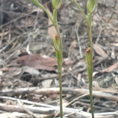 Speculantha rubescens at Denman Prospect, ACT - 6 Apr 2019