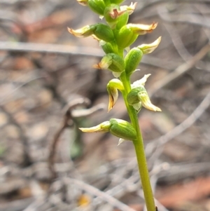 Corunastylis clivicola at Denman Prospect, ACT - suppressed