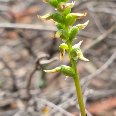 Corunastylis clivicola (Rufous midge orchid) at Block 402 - 6 Apr 2019 by AaronClausen