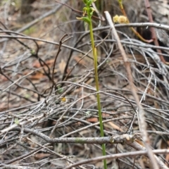 Corunastylis clivicola at Denman Prospect, ACT - suppressed