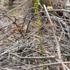 Corunastylis clivicola at Denman Prospect, ACT - suppressed