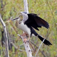 Anhinga novaehollandiae (Australasian Darter) at Jerrabomberra Wetlands - 5 Apr 2019 by RodDeb